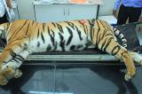 Sheba, la tigresse échappée en Afrique du Sud, a été abattue