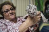Au Nicaragua, un zoo annonce la naissance d'une petite tigresse blanche