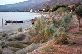Des milliers d’araignées ont envahi un village grec !