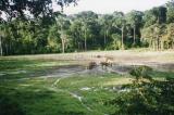Réchauffement climatique : les tourbières du Congo, un piège à carbone à protéger