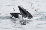 «J'ai cru qu'elle m'avait avalé»: une baleine engloutit un kayakiste puis le recrache