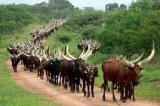 Ituri : des miliciens de la FRPI pillent environ 250 vaches au sud d’Irumu