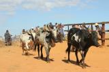 Madagascar: la viande de zébu plus chère à cause de la gronde des vétérinaires