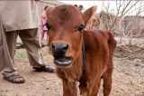 Guerre au Proche-Orient : la prophétie de la vache rousse, en vue de la reconstruction du temple et des sacrifices hébreux, a-t-elle poussé le Hamas à attaquer Israël ?
