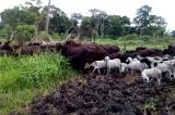 Haut-Uele: plus de 7ha de champs dévastés par des vaches Mbororo à Faradje 