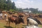 Sud-Kivu : plus de 600 vaches emportées par des groupes armés dans les hauts et moyens plateaux