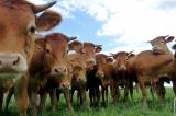 Dubaï : 4 000 vaches vont être importées par les airs pour faire face au blocus Arabe