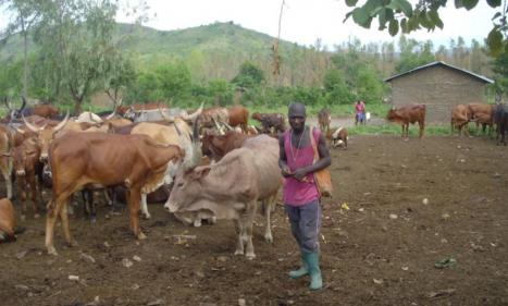 Infos congo - Actualités Congo - Masi Manimba, Kwilu-Kwilu : l’épidémie de gros bétails s’aggrave de plus en plus, tous les territoires...
