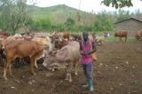 Tanganyika : nouvelle attaque armée contre les éleveurs à Kisonja