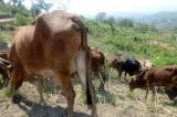 Haut-Katanga: 10500 vaches manquent d’acheteurs à Kamina