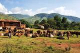 Sud-Kivu : 1 berger et 7 vaches tués par des miliciens à Lwanga (Uvira)