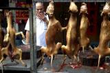 Chine : ouverture sous tension du festival de viande de chien à Yulin