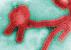 -Premiers cas confirmés du virus de Marburg au Ghana