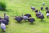 Grippe aviaire : la France impose le confinement des volailles de 45 départements