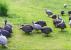 Infos congo - Actualités Congo - -Grippe aviaire : la France impose le confinement des volailles de 45 départements