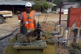 Quand un babouin prive des Zambiens d'électricité