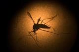 Le virus Zika se propage de manière « alarmante » et pourrait constituer une situation d'urgence mondiale, selon l'OMS