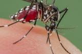 OMS : Zika c'est la conséquence de 