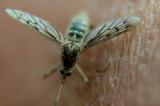 L'OMS craint une propagation du virus Zika en Asie-Pacifique