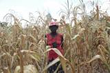 Jadis grenier de l’Afrique, le Zimbabwe au bord d’une famine causée par l’homme (expert de l’ONU)