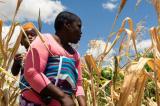 Le Zimbabwe au bord d’une famine 